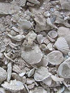 Shells